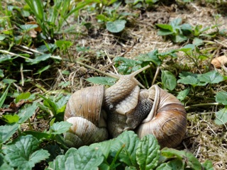 DSC02526_2.jpg