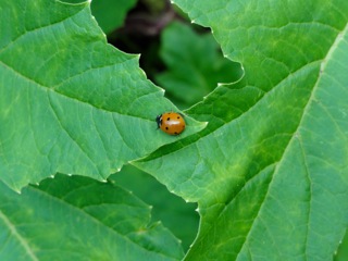 DSC02995_2.jpg